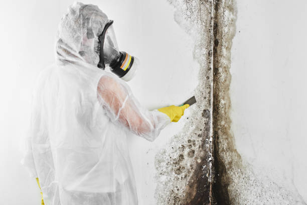 Best Mold Testing  in Inverness, IL