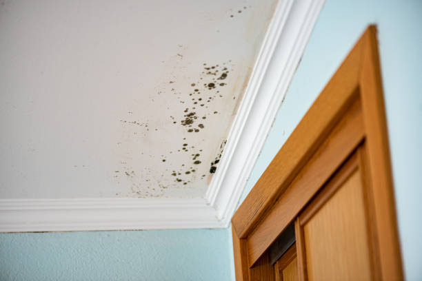 Best Mold Removal Company Near Me  in Inverness, IL