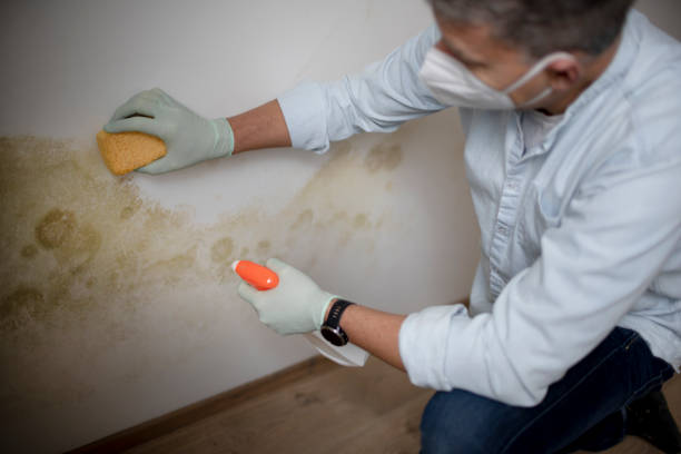 Best Mold Damage Repair  in Inverness, IL