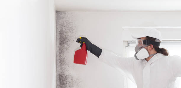 Best Attic Mold Removal  in Inverness, IL