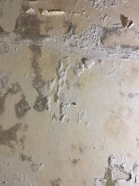 Best Certified Mold Removal  in Inverness, IL