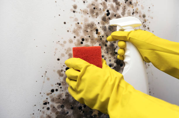 Best Crawl Space Mold Removal  in Inverness, IL