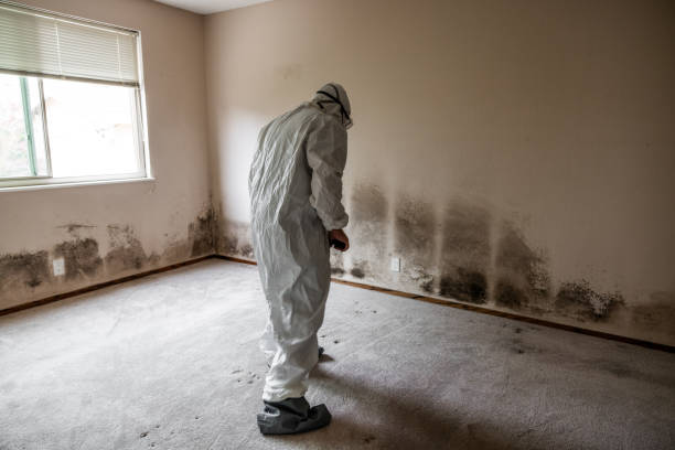 Professional Mold Removal in Inverness, IL