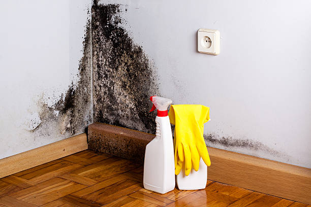 Best Commercial Mold Removal  in Inverness, IL